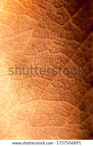 Abstract Close Up Daphne Leaf