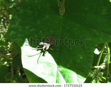 Bedbug on a large leaf under the sunlight