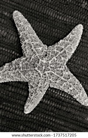 Black and white picture of a starfish against a textured background.
