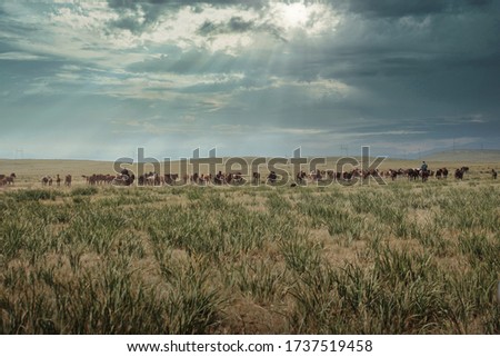 Shepherd in a field at sunset pasets a herd of horses