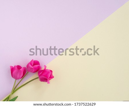 Pink tulips flowers flat lay on pastel paper double pink yellow vanilla background. Creative minimal spring or summer festive concept, top view, copy space
