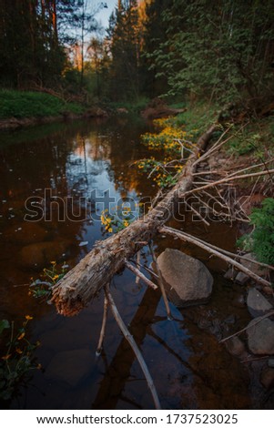 river with a fallen tree in summer