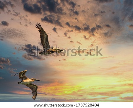 Brown pelicans in flight against a Two Pelicans in Flight at Sunset sky Royalty-Free Stock Photo #1737528404