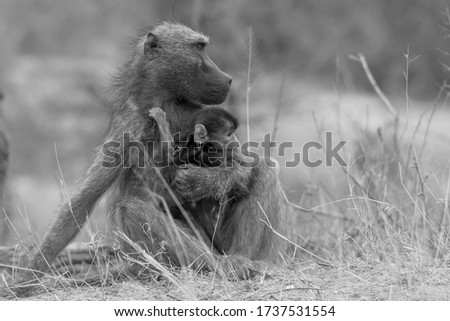 a mother's love the chacma baboon protecting its young beautiful cute baby 