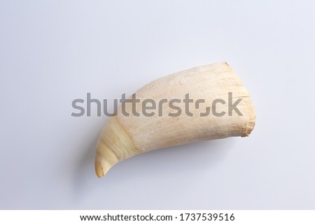 Whale enamel tooth of toothed whale. Close up. Concept of hunting, attacking, strong, powerful, dantist. Whild aquatic placental marine animals, mamals. Royalty-Free Stock Photo #1737539516