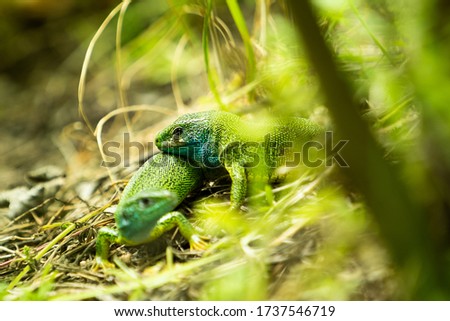green lizards on a background of green grass, selective focus
