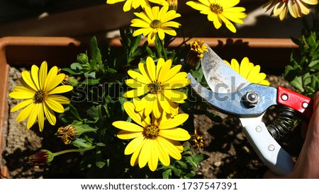 Pruning flower methods A hand Deadheading (cutting) old blooms yellow daisies Osteospermum fruticosum asteracea in a pot with pruning scissors against background gardening care Royalty-Free Stock Photo #1737547391