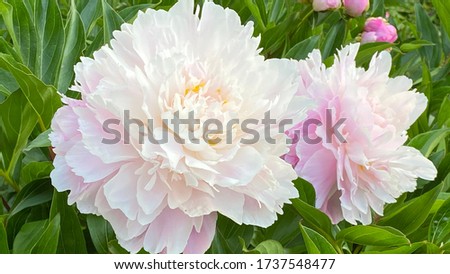 Rose peony flowers in garden, close up. Vintage variety of pink white peony flowers In park