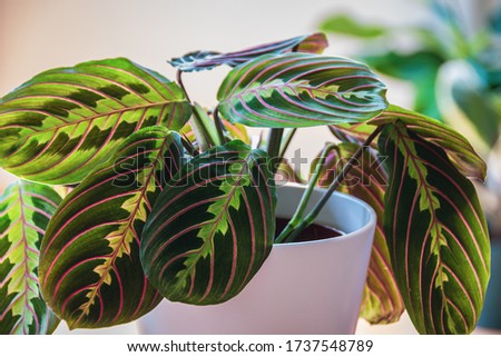 Close-up on the leaves of a prayer plant (maranta leuconeura var erythroneura fascinator tricolor) in white pot in a sunny urban apartment with other plants in the background. Royalty-Free Stock Photo #1737548789