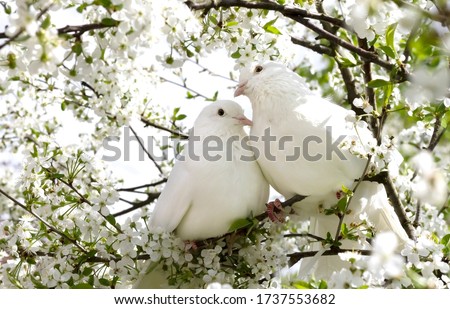 Two white doves with love. Valentine and Sweetest day concept. Couple  of pigeons bird on the tree with background of blossom gardens.Love end familly concept.Couple of lover bird. together concept Royalty-Free Stock Photo #1737553682