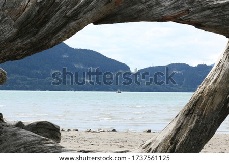 looking at the beach through the dried tree roots