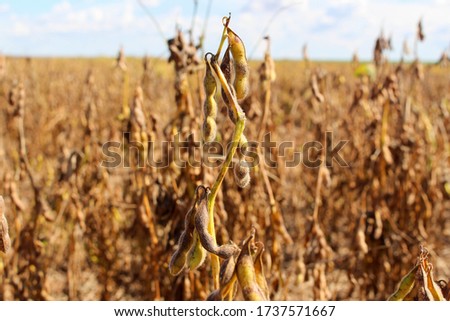 Desiccated soy in a agriculture field Royalty-Free Stock Photo #1737571667