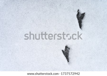 bird tracks on the snow surface