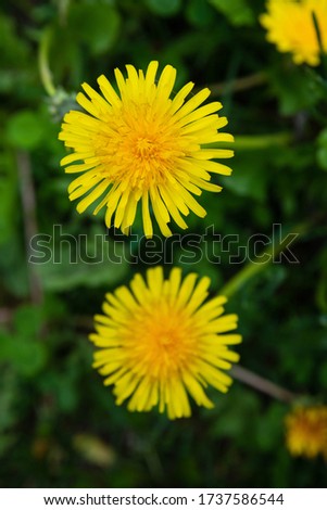 
macro photo of two yellow dandelions
