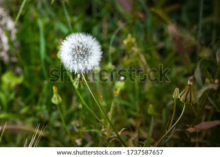 Lonely dandelion plant in the field
