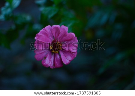 beautiful zinnia flowers with a blur background