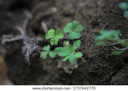 Close up photo of tropical leaf. Leaf texture. Nature background