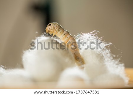 Backlighting of silkworms and cocoons Royalty-Free Stock Photo #1737647381