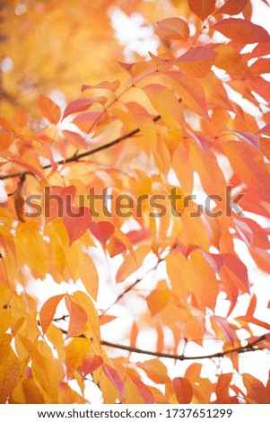 Autumn Red and Orange Color Leaves image