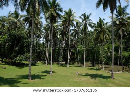 Tropical forest of coconut trees