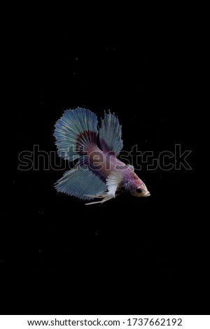 Colorful Betta fish photograph on black background.