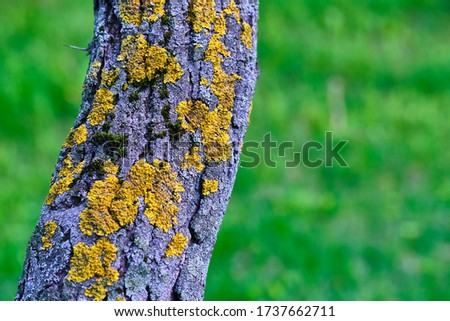 tree is covered with moss which damages the tree and kills it by allowing it to develop fungal diseases and infections.