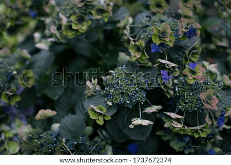 Natural blue hydrangea. Hydrangea blooming in spring