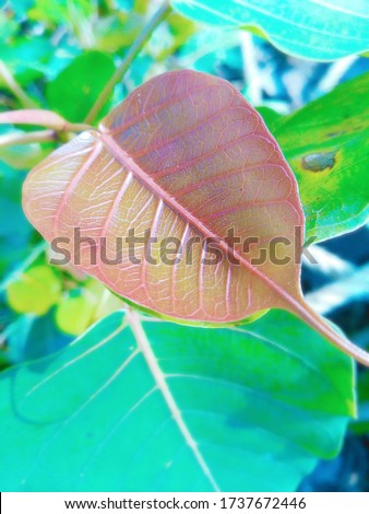 a close up photo of a leaf, showing the details and colors of its structure. The leaf is a reddish-brown color. The leaf has a prominent central vein and smaller veins branching off from it.