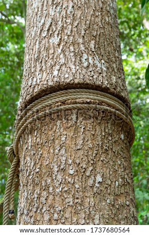 Picture of a tree with a rope wrapped around it - closeup
