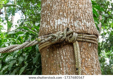 Picture of a tree with a rope wrapped around it - closeup