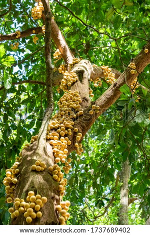 Picture of a fruit bearing longsat, Duqu tree (Lansium parasiticum) close up