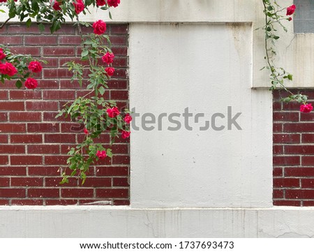 Roses on an old wall Old brick wall, hundreds of years old