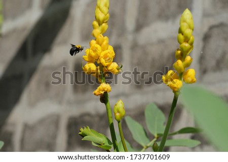 Bumblebee or Humble bee foraging on Candlesticks flower