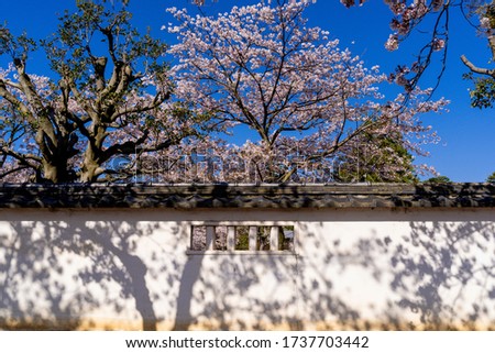 cherry blossoms in odawara castle ruins park
