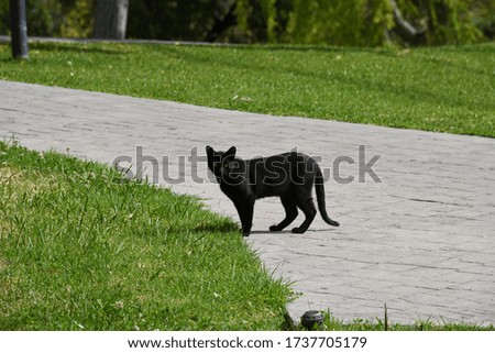 one cat on a walk in the province of Alicante, Costa Blanca, Spain