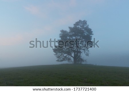 pine tree on a foggy spring day