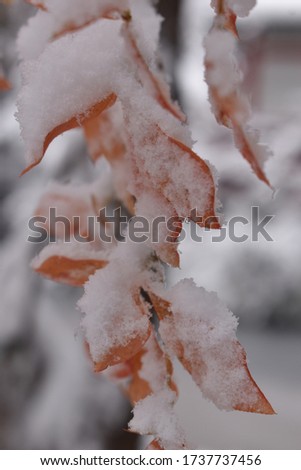 white with orange background in early winter Sapporo Japan