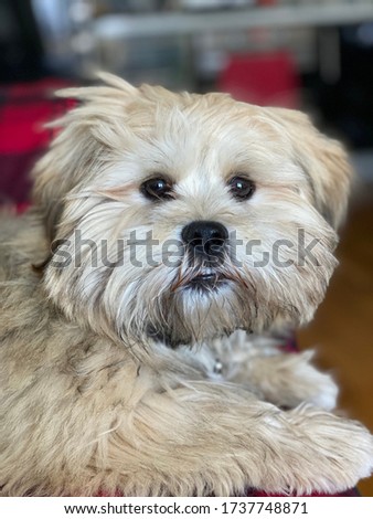 Lhasa apso puppy posing for a picture