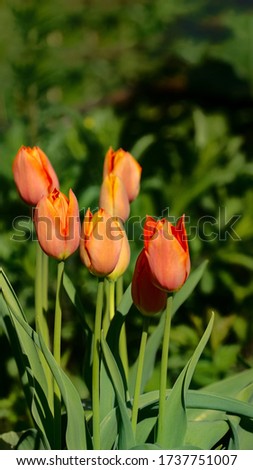 Photos of tulips in vertical format on a flower bed. 