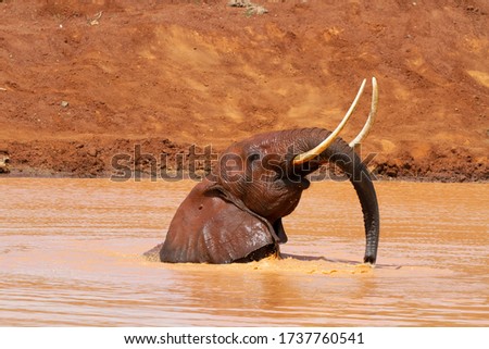 Adult elephant in Kenya, which is taking a bath in dirty and muddy water. Only warm colours with the typical red soil in the background.