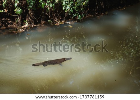 Cute platypus swimming in river during sunrise