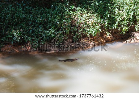 Cute platypus swimming in river during sunrise