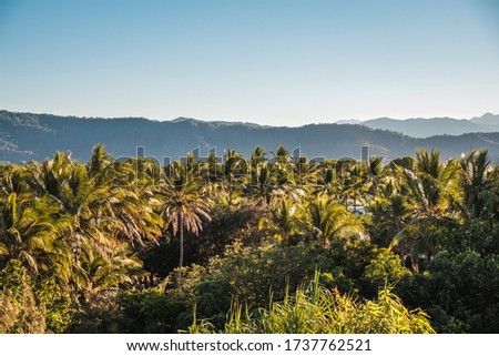 Landscape with palm trees covered in sun, mountains in background and blue sky