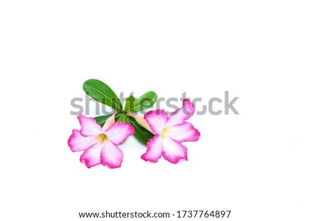 frangipani (Plumeria) pink flowers, and green leaves isolated on white background