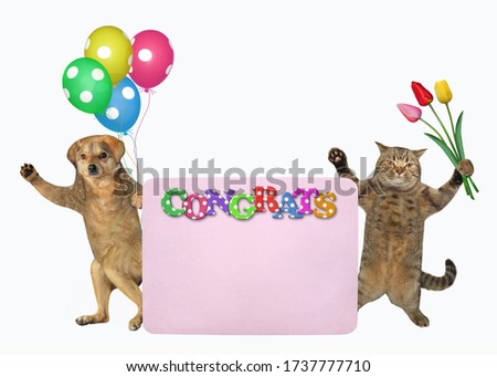 The dog with multi colored balloons and the cat with a bouquet of tulips are standing near a pink paper blank poster. Congrats. White background. Isolated.