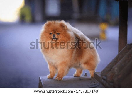 Pomeranian dog show champion orange colour female 