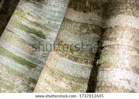Picture of a tropical tree trunk - focus on background - detail