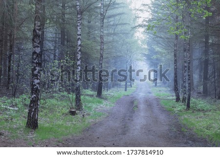 path in misty pine  and birch forest in dusk