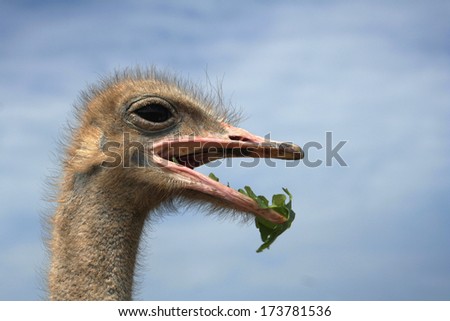 Close-up on a eating ostrich's head