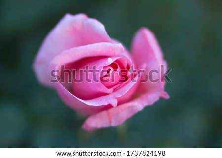 pretty pink rose where grows in the park